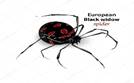 https://st2.depositphotos.com/1026684/9135/v/950/depositphotos_91359784-stock-illustration-european-black-widow-spider.jpg